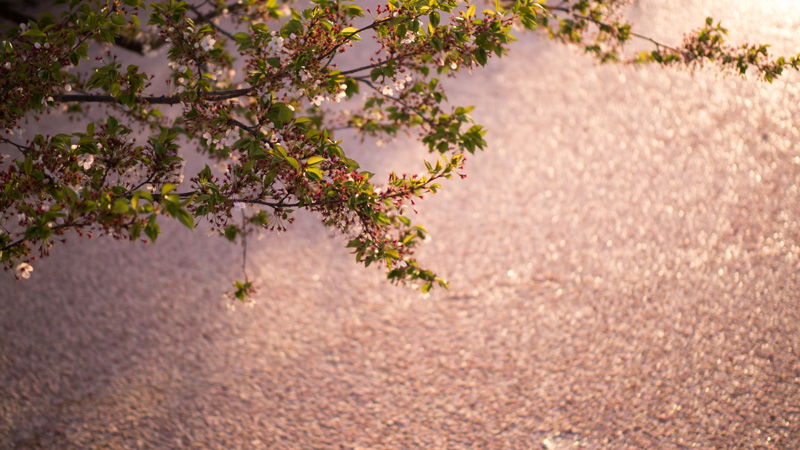 弘前城のお堀に広がる桜の花びら